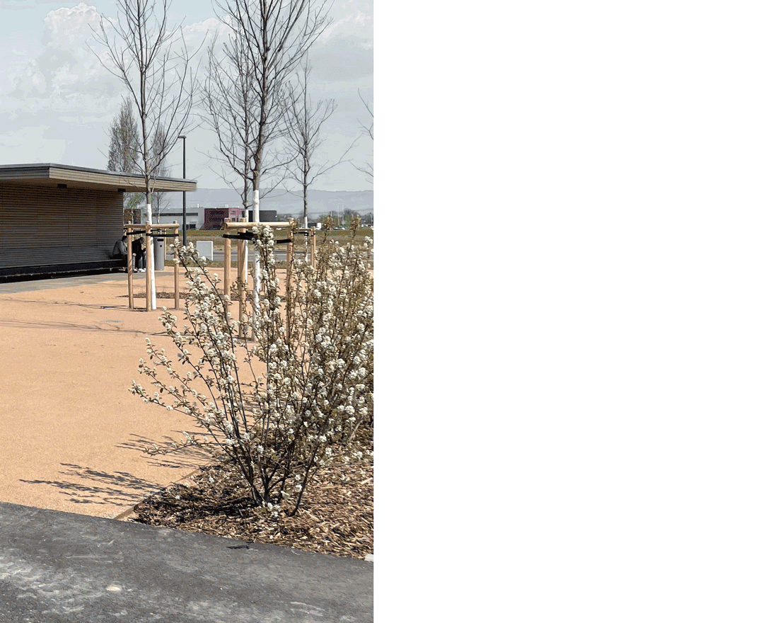 Felsenbirne Amelanchier rotundifolia