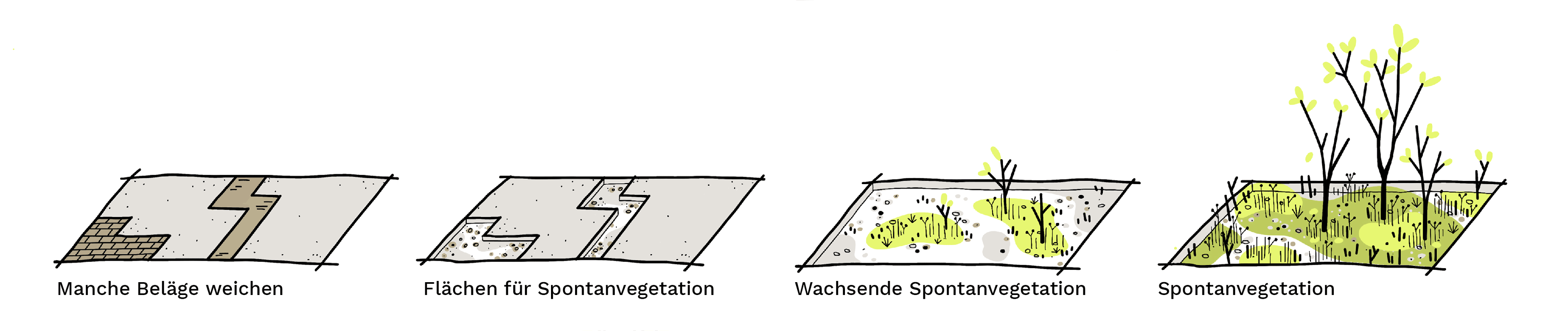 Wachsende Spontanvegetation